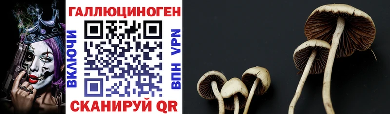 как найти закладки  Урюпинск  Галлюциногенные грибы Psilocybe 